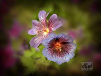 /album/natural-abstract/naturalabstract-001-jpg/