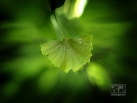 /album/natural-abstract/naturalabstract-003-jpg/