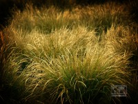 /album/natural-abstract/naturalabstract-004-jpg/