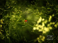 /album/natural-abstract/naturalabstract-005-jpg/