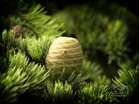 /album/natural-abstract/naturalabstract-013-jpg/