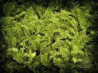 /album/natural-abstract/naturalabstract-014-jpg/
