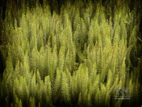 /album/natural-abstract/naturalabstract-015-jpg/