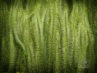 /album/natural-abstract/naturalabstract-016-jpg/