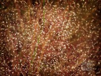 /album/natural-abstract/naturalabstract-017-jpg/