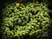 /album/natural-abstract/naturalabstract-018-jpg/