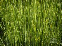 /album/natural-abstract/naturalabstract-019-jpg/