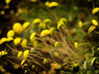 /album/natural-abstract/naturalabstract-022-jpg/