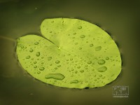 /album/natural-abstract/naturalabstract-023-jpg/