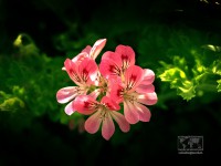 /album/natural-abstract/naturalabstract-024-jpg/