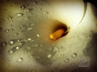 /album/natural-abstract/naturalabstract-025-jpg/